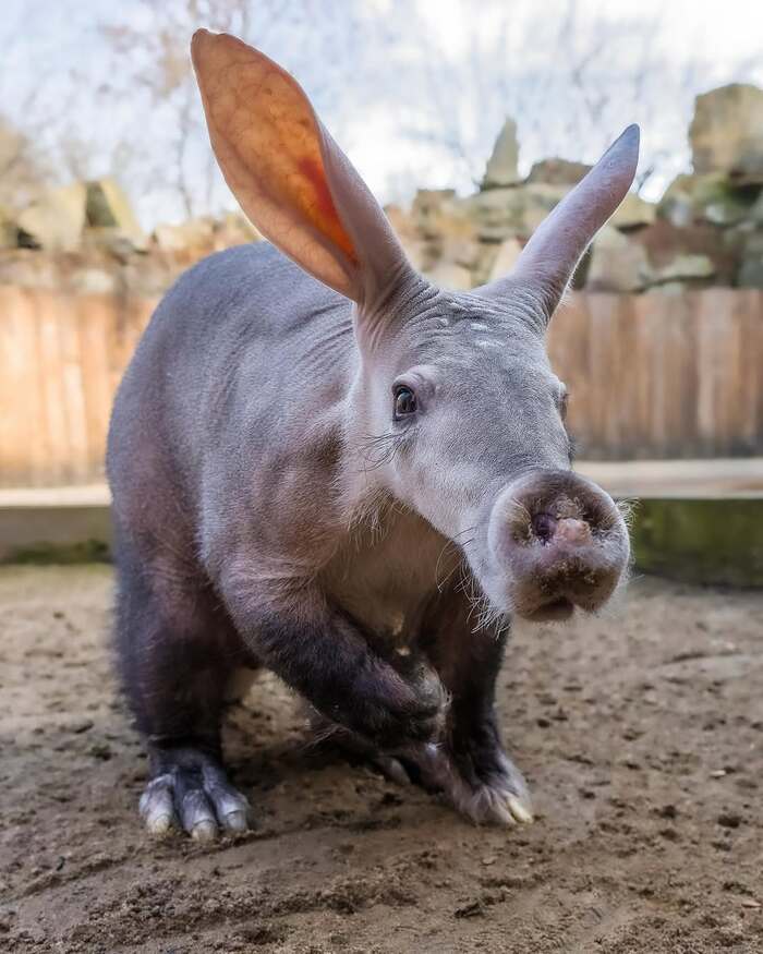 15 year old aardvark - Aardvark, Wild animals, Zoo, The photo, Longpost