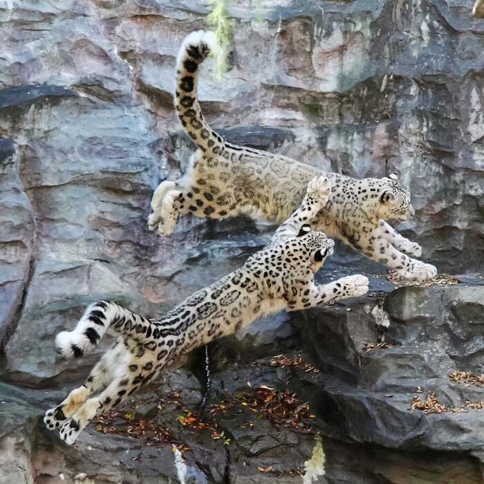 Got it! - Snow Leopard, Big cats, Cat family, Predatory animals, Wild animals, Zoo, Animal games, The photo