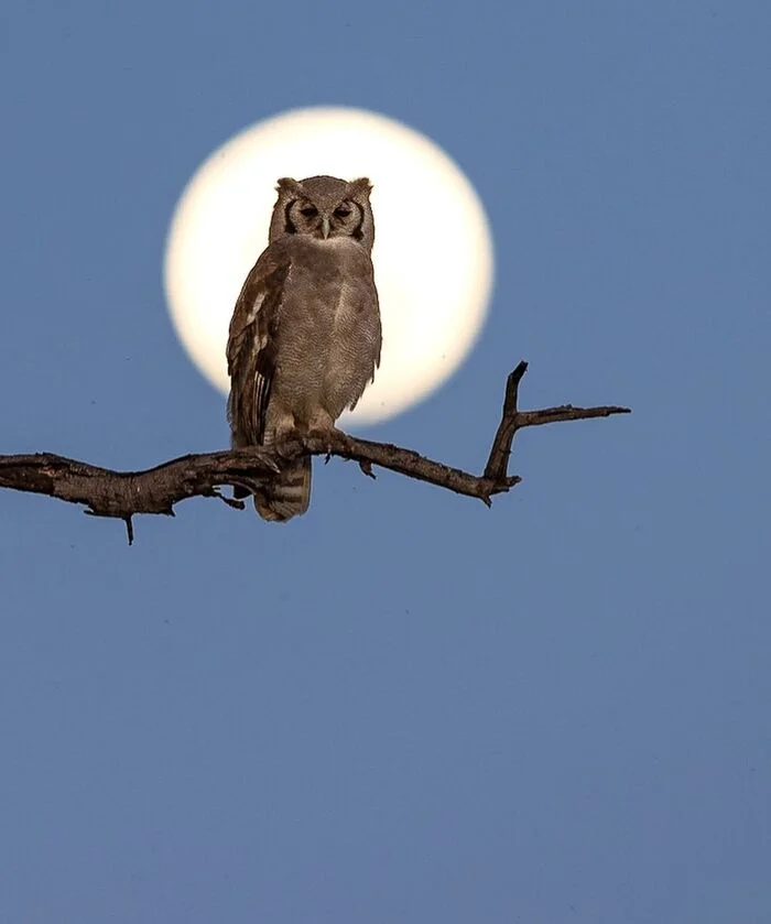 Owl and the Moon - Owl, Birds, Predator birds, Wild animals, wildlife, South Africa, The photo, moon, Night shooting