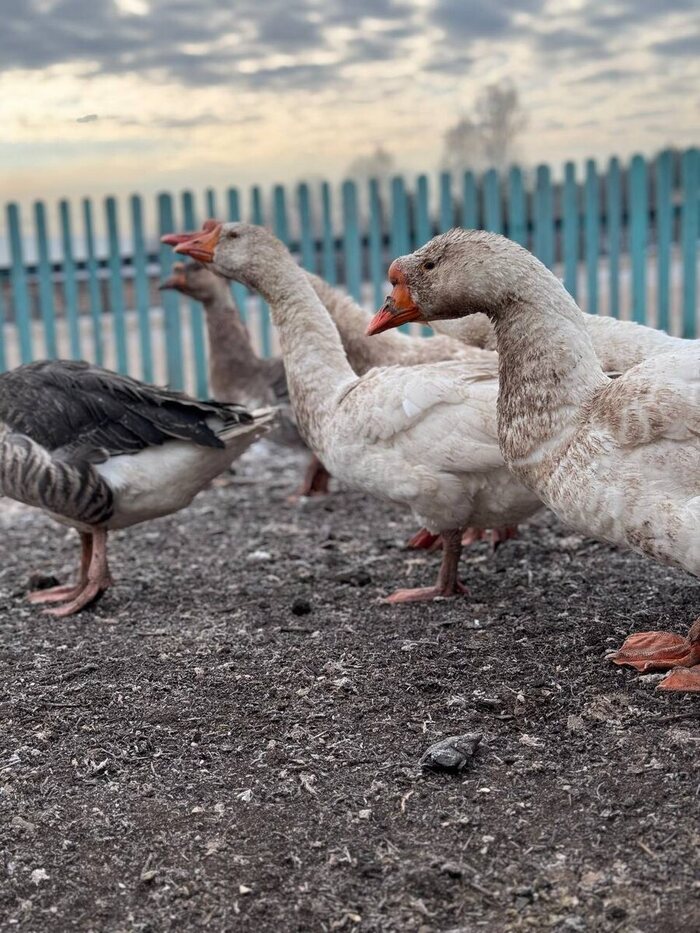 Главные гопники на районе