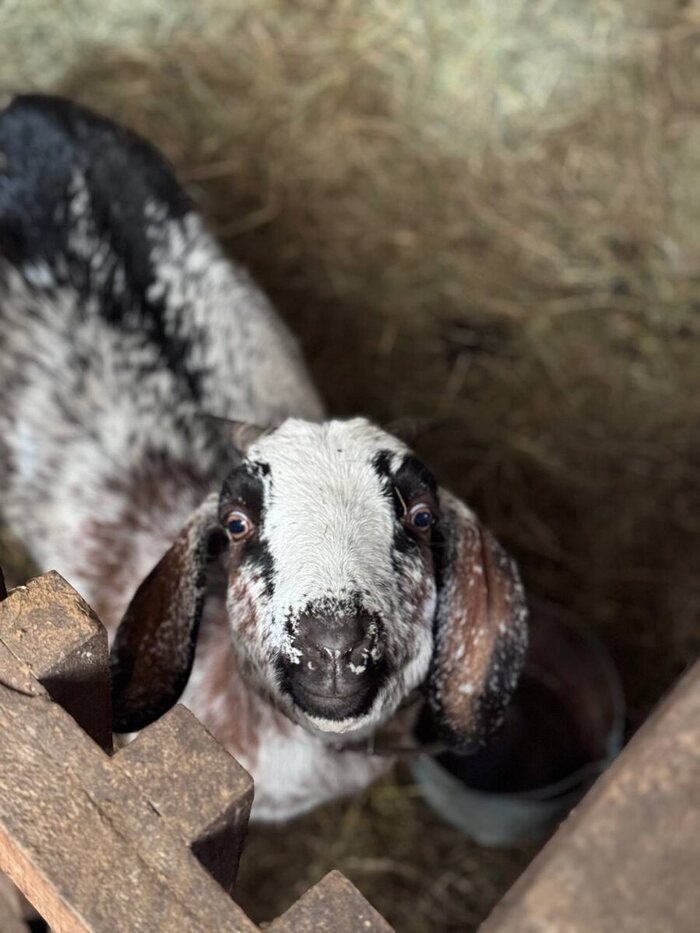 Её отец - козел!