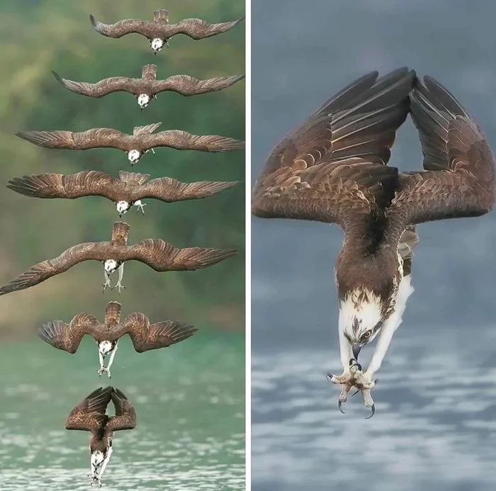 Before diving - Hawk, Osprey, Fishing, The photo, Predator birds