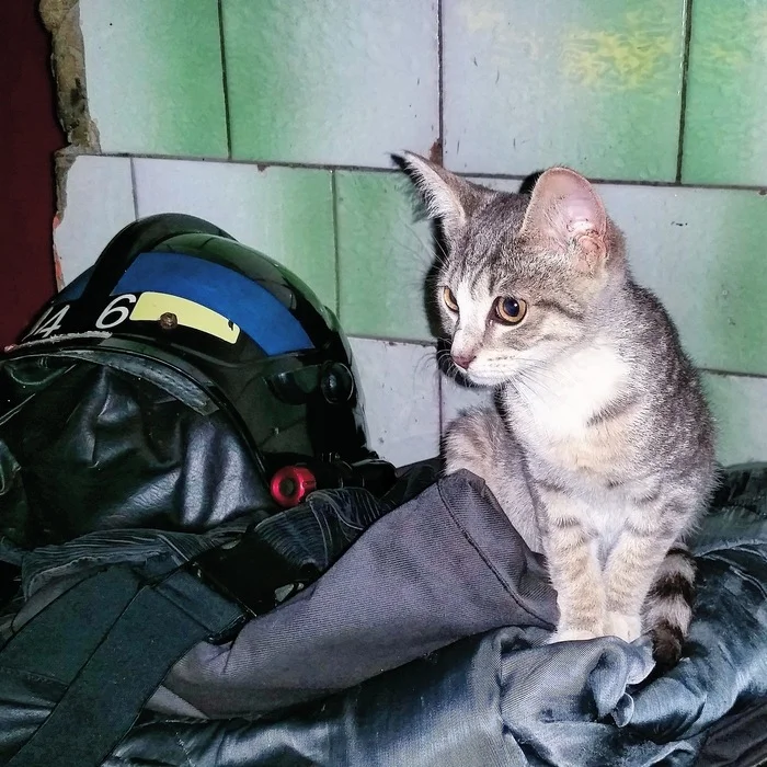 Reply to the post Cat at the fire station - My, The photo, cat, Firefighters, Reply to post