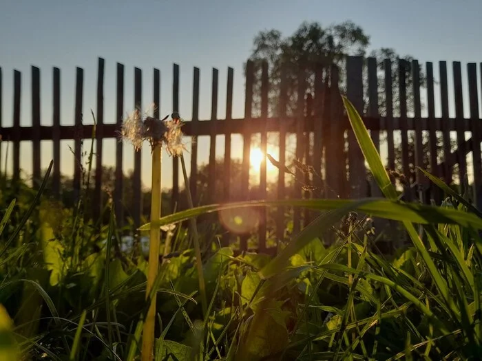 Dandelions, dandelions - My, The photo, Village, Nature, Summer, Dandelion