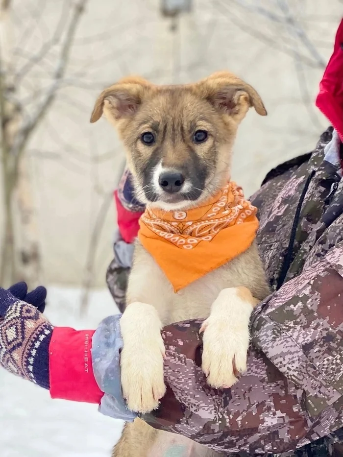 Baby MILASHA is desperately looking for a home and the best owner in the world! - Overexposure, Volunteering, Homeless animals, In good hands, Shelter, Permian, Puppies, Dog, Kindness, Pets, Longpost