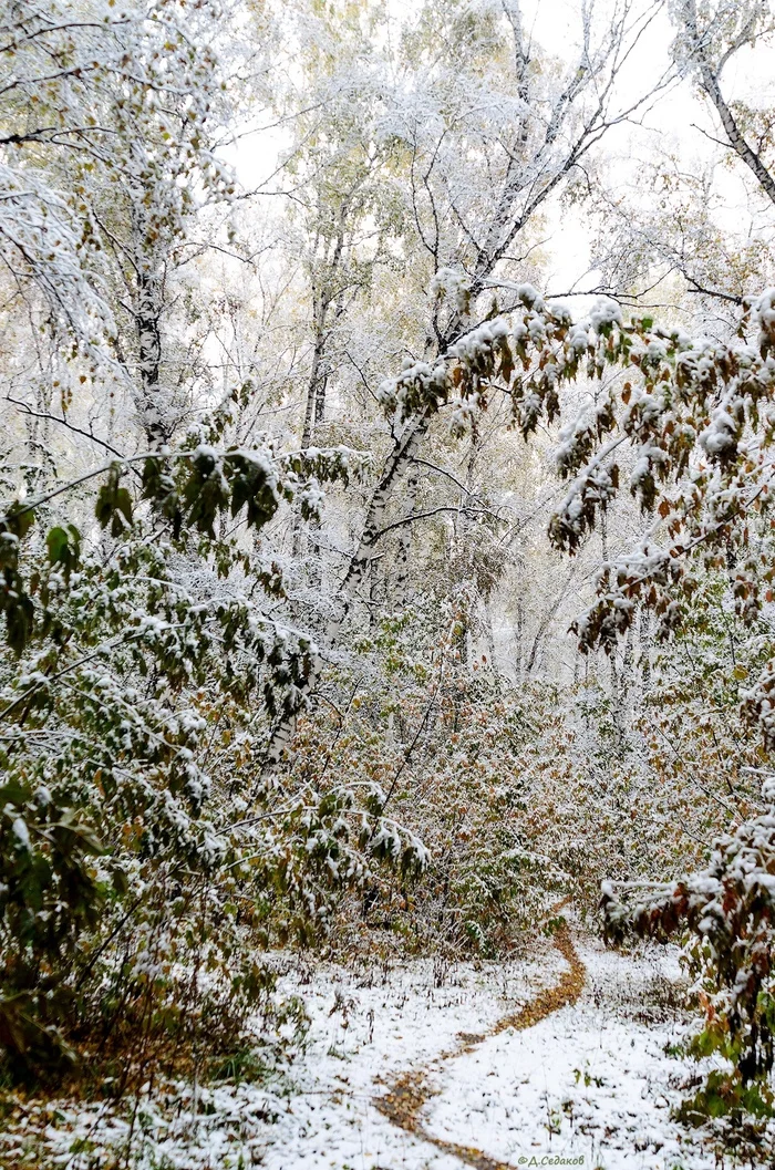 That autumn when snow fell on green leaves - My, The nature of Russia, Forest, Autumn, Snow, Path, Novosibirsk, Bugrinskaya grove, Landscape