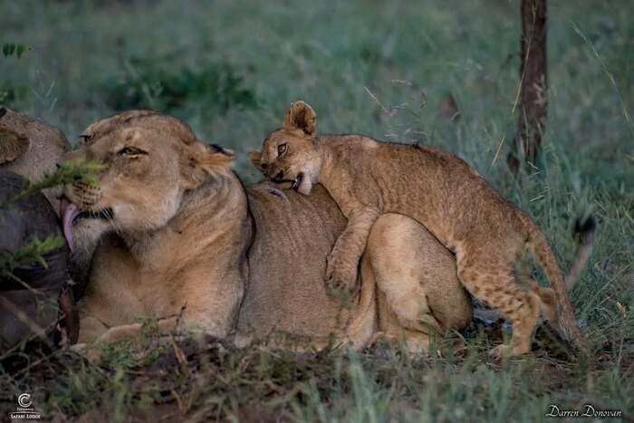 Raising children requires a lot of patience. - Lion cubs, Lioness, a lion, Big cats, Cat family, Predatory animals, Wild animals, wildlife, Reserves and sanctuaries, Africa, Kus, The photo