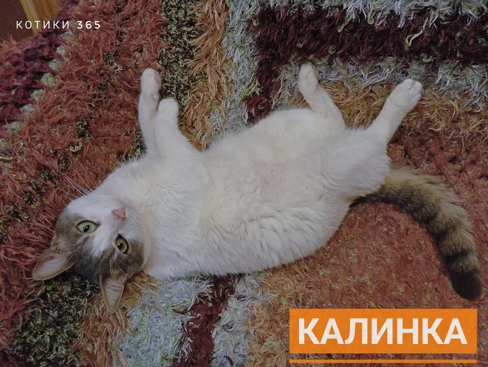 Kalinka 04.12.2024 - Shelter, Cat lovers, Pet the cat, Homeless animals, cat