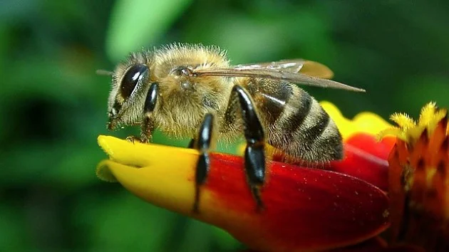 What do we know about bees? - My, The science, Scientists, Research, Innovations, Bees, Hive, Biology, France, Croatia, Nauchpop, Sciencepro, Evolution