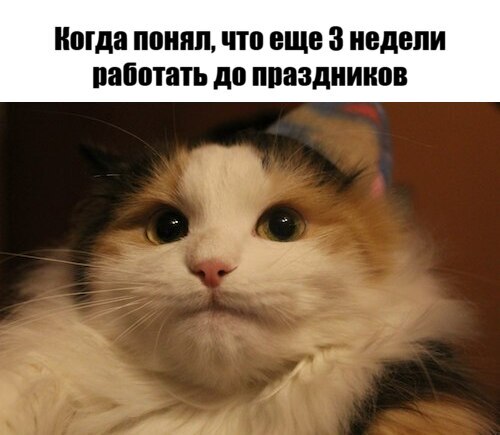 How is that possible! - Memes, Work, Holidays, Picture with text, cat