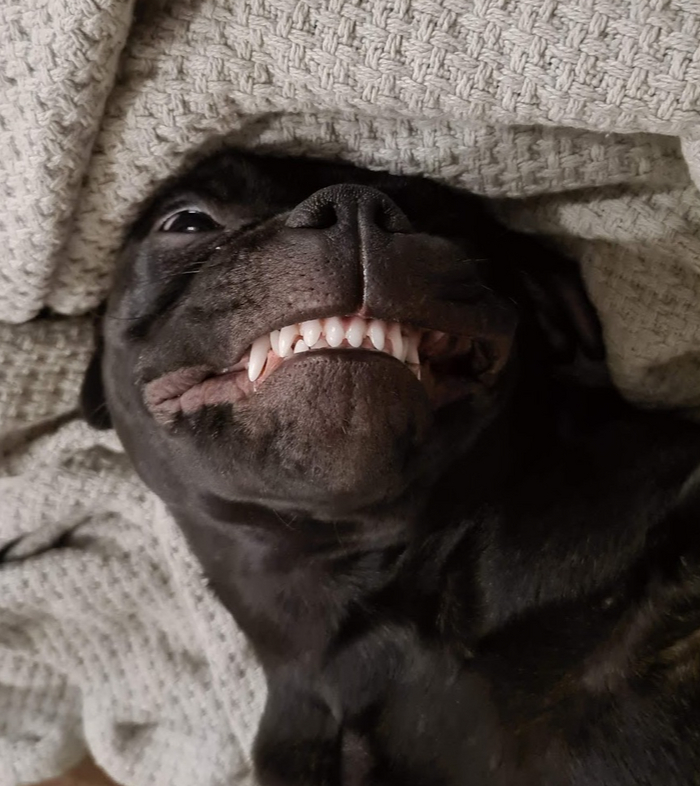 Стаффордширская буль-коза