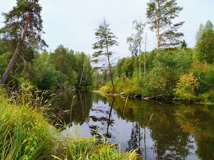 Forest river - My, Mobile photography, The nature of Russia, Карелия, River, Water, Forest, Landscape, Autumn