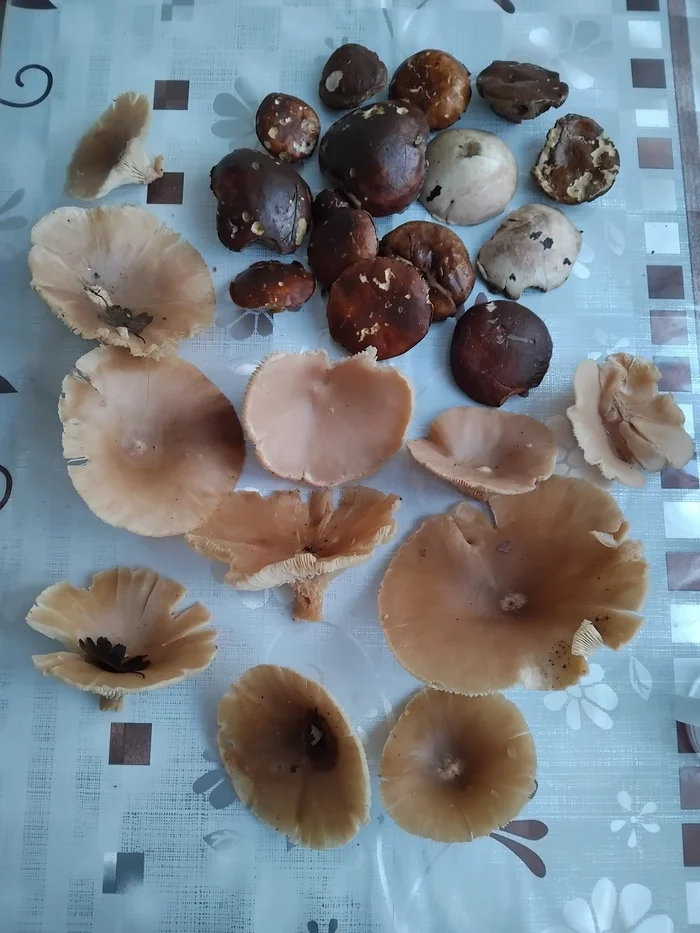 Went for a walk today. 05.12 - My, Forest, Mushrooms, Walk in the woods, Longpost