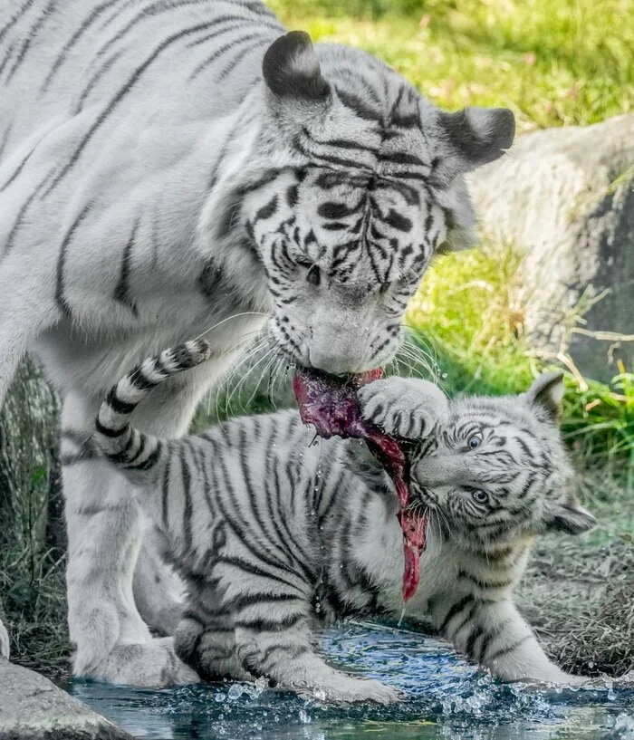 Mom, share! - Tiger, Cat family, Predatory animals, Wild animals, Big cats, Tiger cubs, White tiger, Bengal tiger, Young