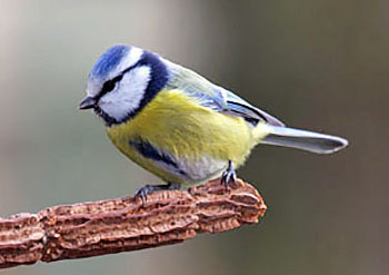 �� �������