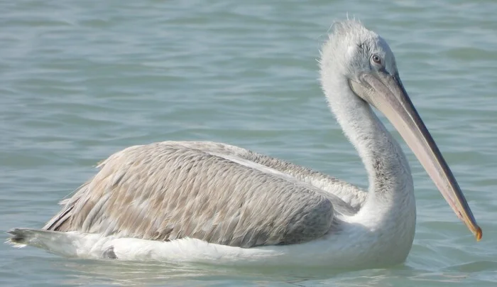 Do you want me to show you the pelican? Curly - Pelican, Birds, Ornithology, Photo hunting