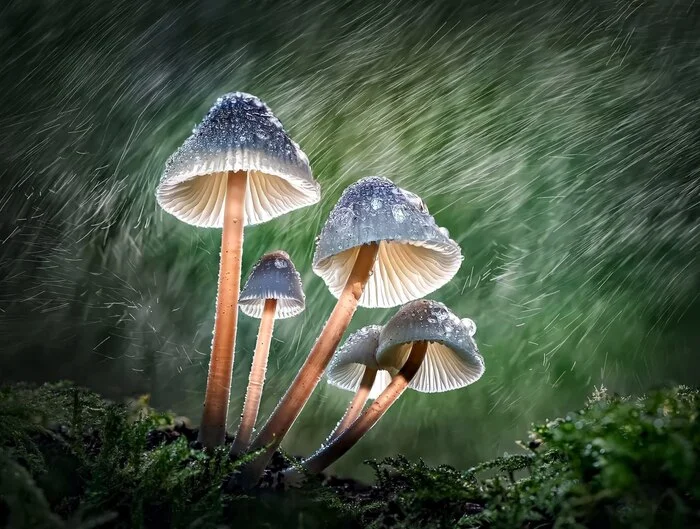 International Jury Announces Winners of International Garden Photographer of the Year Competition - Crossposting, Pikabu publish bot