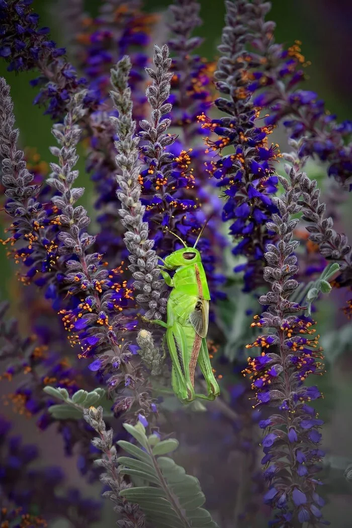 International Jury Announces Winners of International Garden Photographer of the Year Competition - Crossposting, Pikabu publish bot