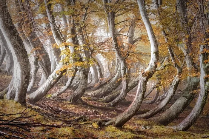 International Jury Announces Winners of International Garden Photographer of the Year Competition - Crossposting, Pikabu publish bot