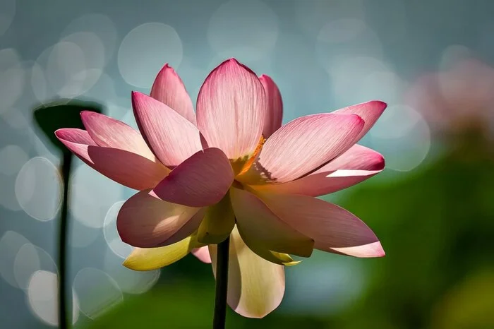 International Jury Announces Winners of International Garden Photographer of the Year Competition - Crossposting, Pikabu publish bot