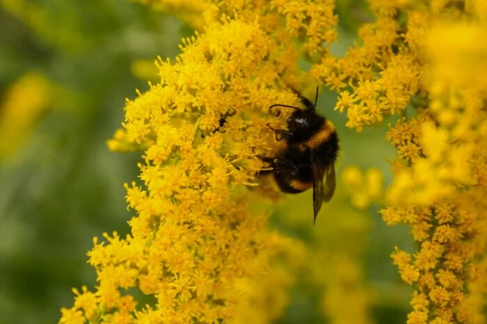 Caught a bumblebee - My, The photo, Nature, Bumblebee, Insects, Macro photography