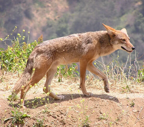 The Dog's Cousin and His Difficult History - My, Animals, Mammals, Canines, Coyote, North America, Facts, Vertical video, Ecology, Hunting, Video, Longpost