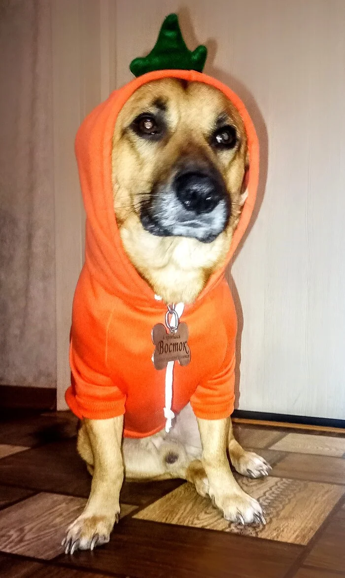 New Year 25 is coming soon!!! - My, Dog, Friend, New Year, Carrot, Costume, Masquerade, Holidays, Pets, The photo