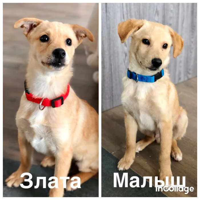 Rescued puppies from a construction site urgently looking for a home - My, In good hands, Homeless animals, Puppies, Is free, Volunteering, Longpost