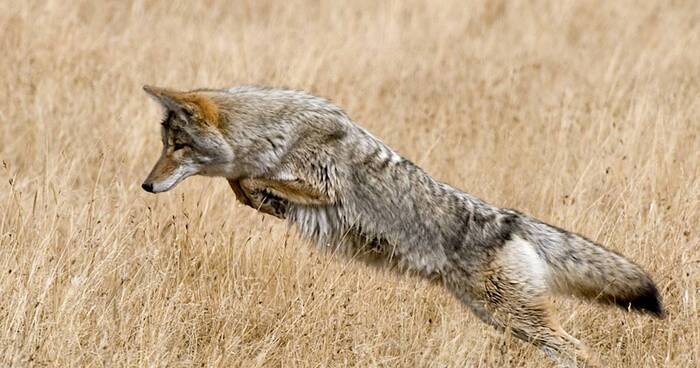 Двоюродный братец собаки и его непростая история