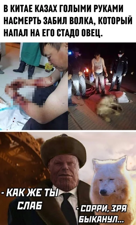 The wolves just wanted to play with the sheep... - Picture with text, From the network, Kazakhs, Wolf, With bare hands, Memes, Thanos, Hardened, Scored