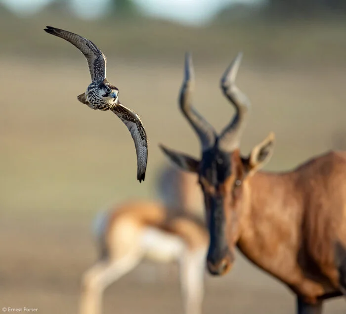 A spur-footed falcon being watched by a caama - Falcon, Birds, Predator birds, Antelope, Artiodactyls, Wild animals, wildlife, National park, South Africa, The photo