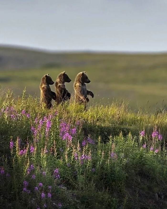 What is the queue for? - The Bears, Teddy bears, Brown bears, Predatory animals, Wild animals, wildlife, National park, North America, The photo