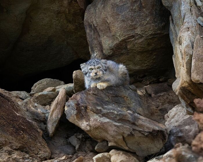 Further passage is for a fee - Pallas' cat, Small cats, Cat family, Predatory animals, Wild animals, wildlife, Ladakh, India, The photo