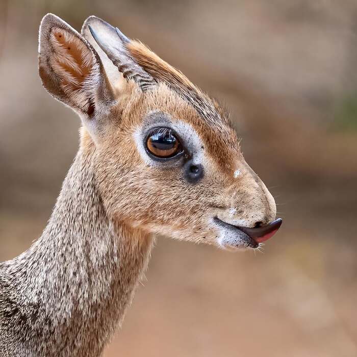 Dikdik - Antelope, Artiodactyls, Wild animals, wildlife, National park, Africa, The photo, Antelope Dikdik