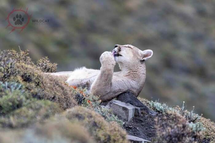 Relaxing - Puma, Small cats, Cat family, Predatory animals, Wild animals, wildlife, National park, South America, The photo