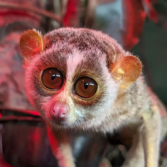 Gray Slender Loris - Laurie, Primates, Wild animals, Zoo, The photo