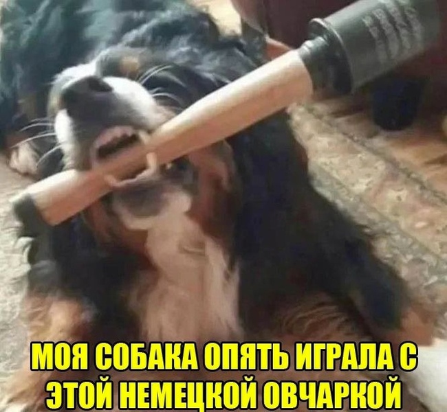 Again - Picture with text, Strange humor, Dog, Hand grenade, Hardened