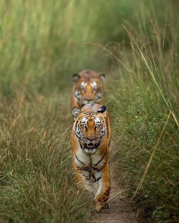 Meeting on a narrow path - Bengal tiger, Tiger, Big cats, Cat family, Predatory animals, Wild animals, wildlife, National park, India, The photo