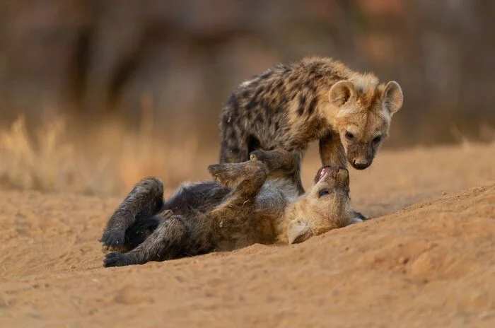 Subordination - Young, Hyena, Spotted Hyena, Predatory animals, Wild animals, wildlife, Kruger National Park, South Africa, The photo