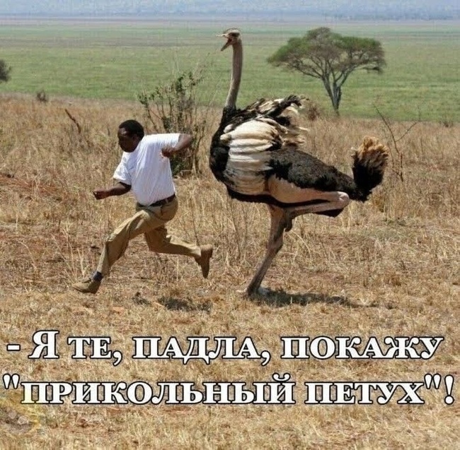 Rooster - Humor, Memes, Picture with text, Ostrich, Black people, Repeat, Rooster