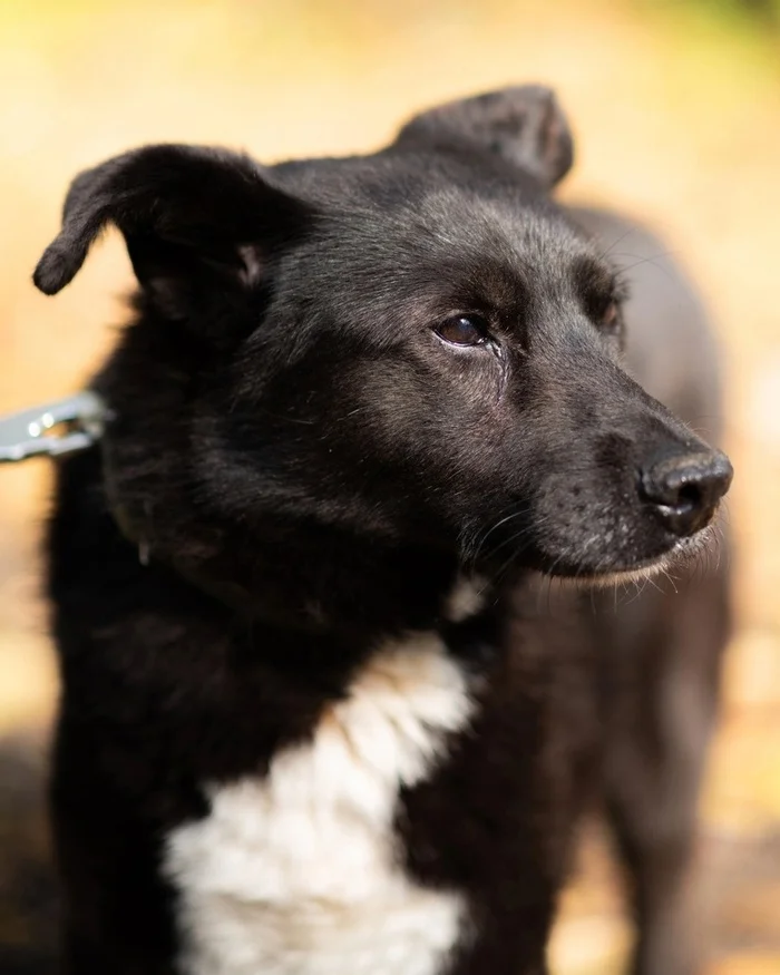 DUSENKA spent several years sitting in a distant enclosure waiting for her owner - Overexposure, Volunteering, Homeless animals, In good hands, Shelter, Dog, Kindness, Permian, Longpost