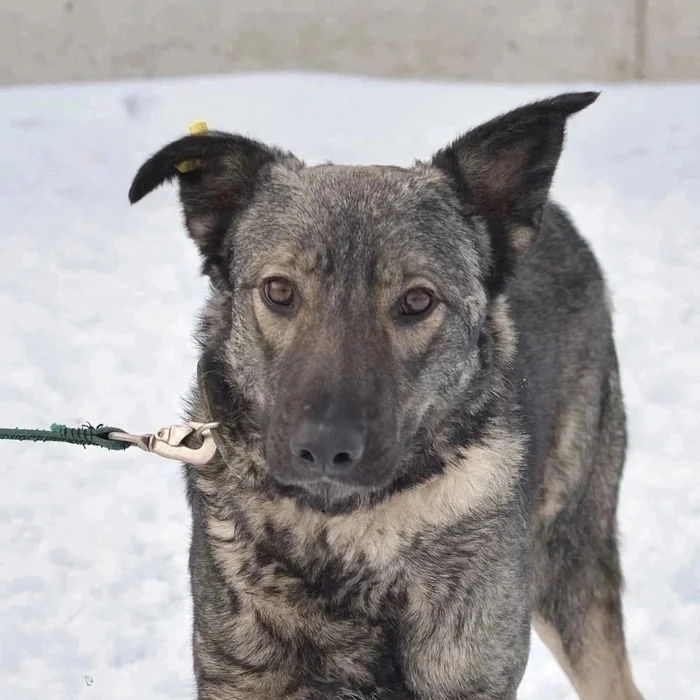 WOLF Such a clever and handsome man! - Overexposure, Homeless animals, Volunteering, In good hands, Shelter, Dog, Permian, Kindness, Longpost