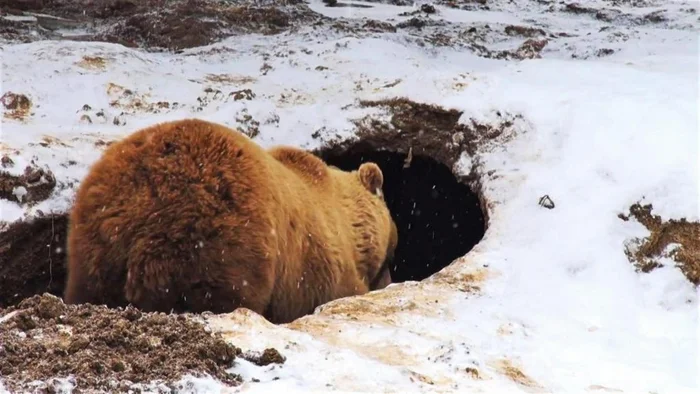 Brown bears in the Amur region have begun hibernating later - Brown bears, Hibernation, Amur region, The Bears, wildlife, Wild animals, The photo, Telegram (link)