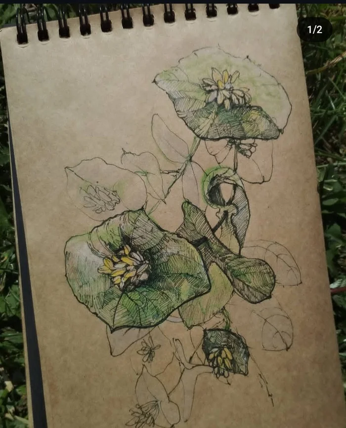 Botany! - My, Handmade, Graphics, Sketch, Drawing, Sketchbook, Colour pencils, Liner, Traditional art, Sketch, Pencil drawing