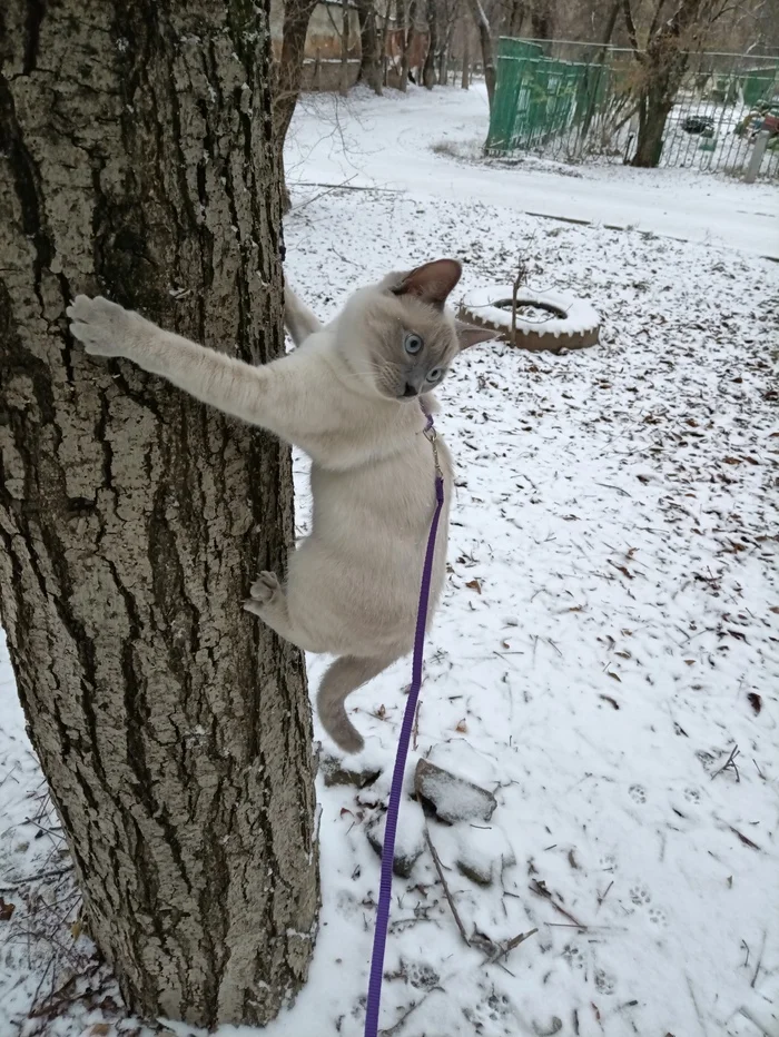 Кот и немножко первого снега - Моё, Кот, Мобильная фотография, Зима, Снег