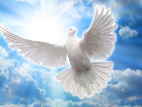 Белый Голубь