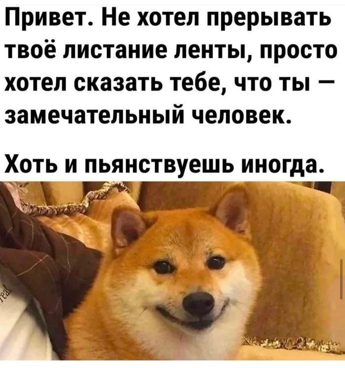 On the topic of the day - Humor, Picture with text, Telegram (link), Dog, Пьянство, Repeat