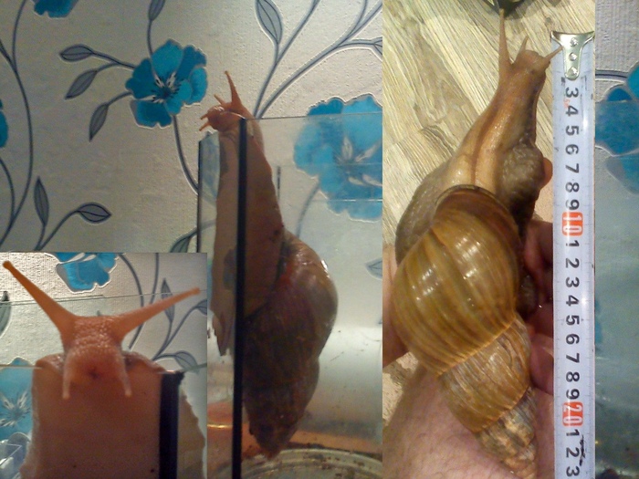 "Мы небинарны, мы гермафродит"