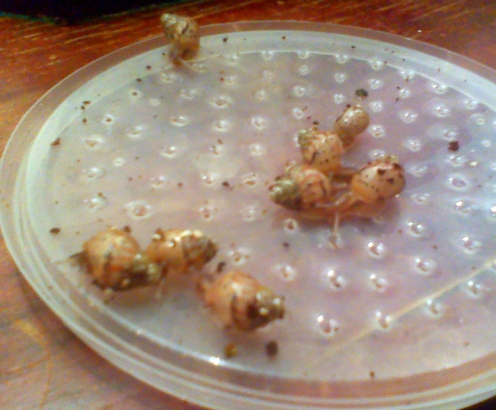 Число редеет, вес набирается