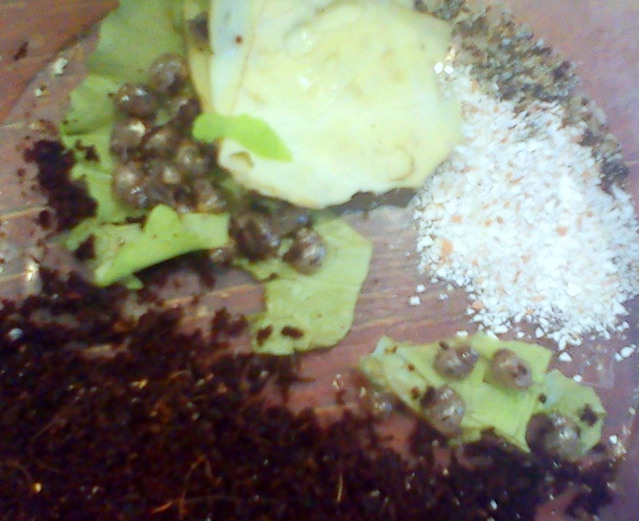 Уже не маленькие и частично разобранные